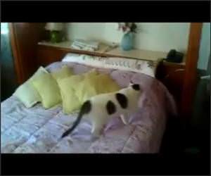 Funny Freds Phone Call Video