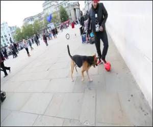 Freestyle Soccer , Versus dog Funny Video