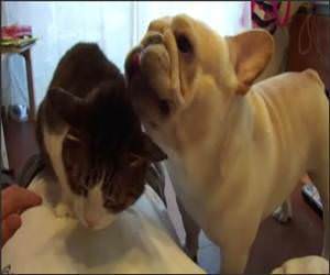 French Bulldog cat cleaner Funny Video