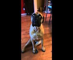 french bulldog is outed Funny Video