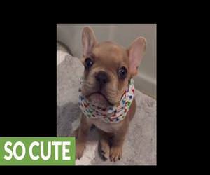 french bulldog says i love you Funny Video