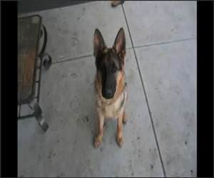 Puppy to dog in 40 seconds