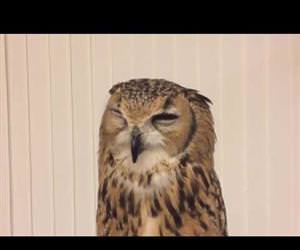funny owl sneezes Funny Video
