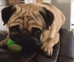 Funny Pugs Compilation Funny Video