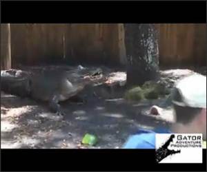 Gator vs Watermelon Funny Video