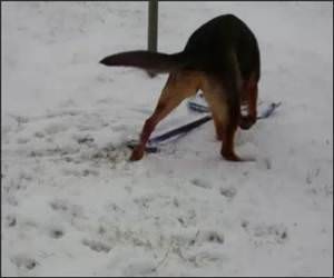German Shephard shovels snow
