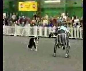 Gladiator: Dog Show