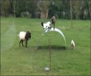 Goats Bouncing Around Funny Video