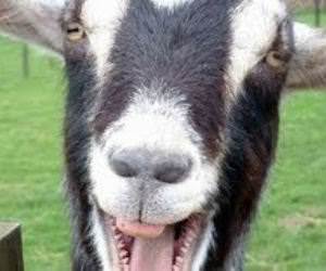 Goats screaming like humans Funny Video