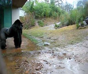 gorilla playing in the rain Funny Video