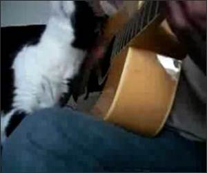 Guitar Cat Funny Video