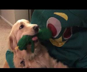 guy dresses up as dogs favorite toy Funny Video