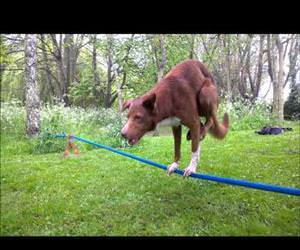 handstand on tightrope dog Funny Video