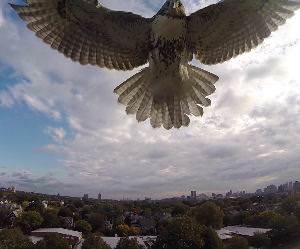 Hawk Vs Drone Funny Video