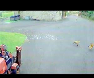 hilarious fox chasing a chicken Funny Video