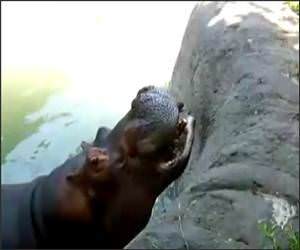 Hippo Vs Watermelon Funny Video