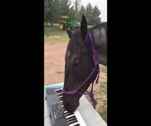 horse playing the piano Funny Video