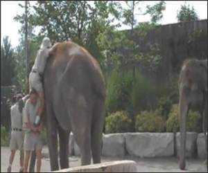 How to climb Elephants Video