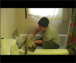 How to give cats Baths Video