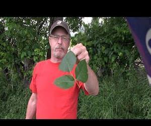 how to never get poison ivy again Funny Video