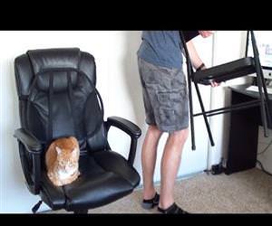 how to survive working with cats Funny Video