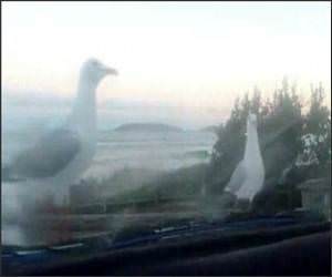  Funny Trolling Seagulls Video