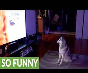 husky joining a pack of wolves Funny Video