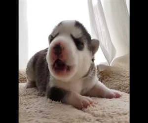 husky puppy howling for the first time Funny Video