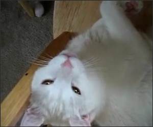 If Cats could talk Funny Video