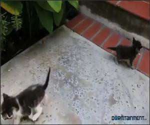 If Kittens Could Talk Video