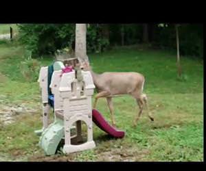 in the deer 2nite Funny Video