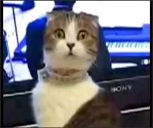 Inception animals Funny Video