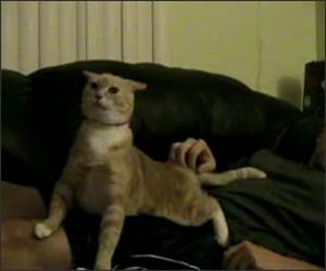 Itchy Butt the Cat Funny Video