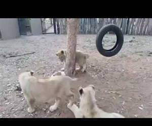 jack russl terrier vs lion cubs Funny Video