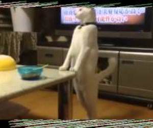 Japanese Cat Walks Backwards On Hind Legs