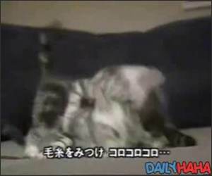 Cute Cats Compilation Video