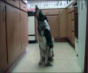 Jumpy The Dog Funny Video