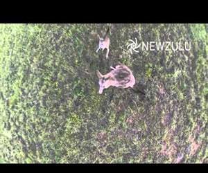 kangaroo takes down drone Funny Video