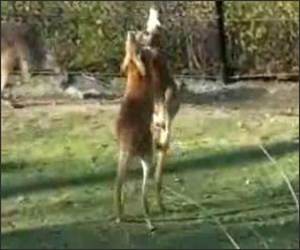 Kangaroo Boxing