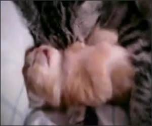 Kitten Bad Dreams Video