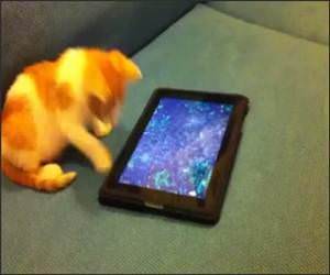 Kitten vs Ipad Funny Video