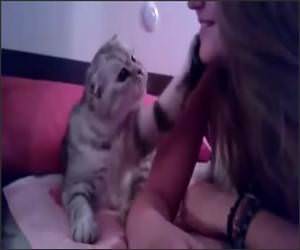 Kitten Demands A Kiss Funny Video