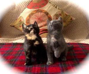 Kitten Jam Funny Video