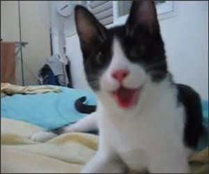 Kitten Think its a Puppy Funny Video