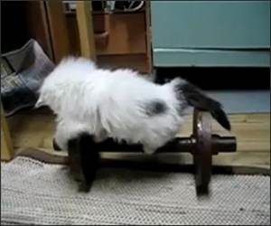Kitten workout  Funny Video