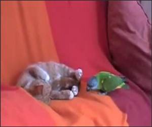 Kitten Vs Parrot Funny Video