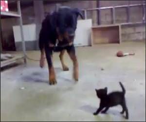 Kitten Vs Rottweiler Video