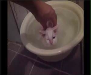 Kittens warm bath Funny Video