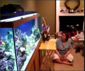 Kitten attacking fish tank Video