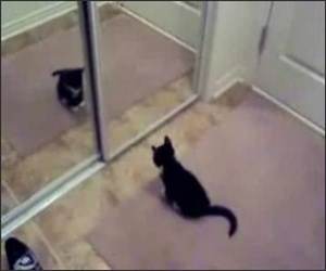 Kitten Mirror Fight